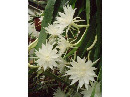 Epiphyllum pumillum