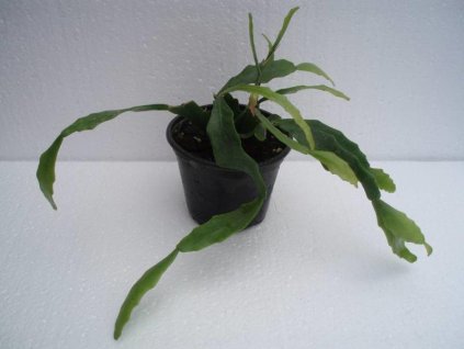 Rhipsalis rauhiorum