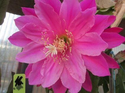 Epiphyllum 'Roy Violet'