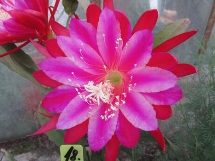 Epiphyllum 'Vern Hettinger'