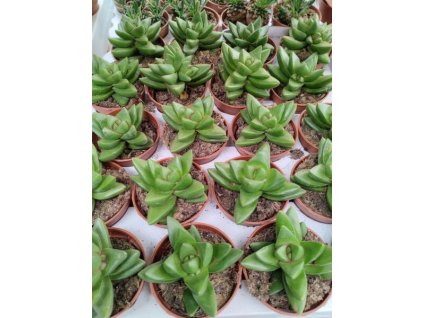 Crassula Buddha's Temple 'Ben'