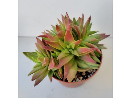 Crassula capitella