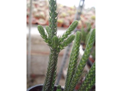 Crassula muscosa