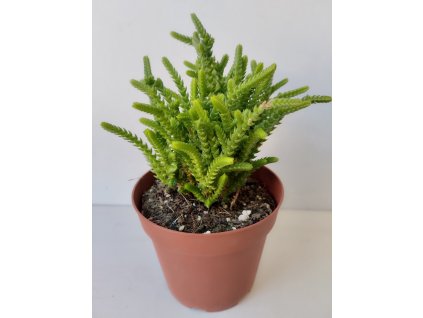 Crassula lycopodioides