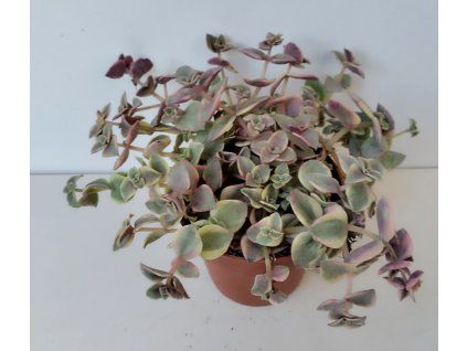 Crassula marginata 'variegata'