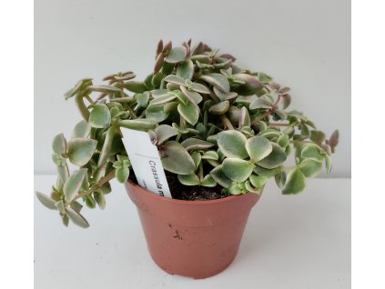 Crassula marginata 'variegata'