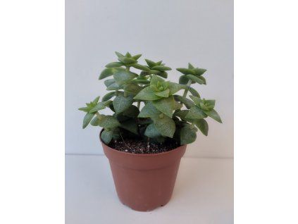 Crassula perforata