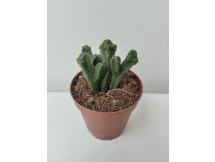 Crassula pyramidalis