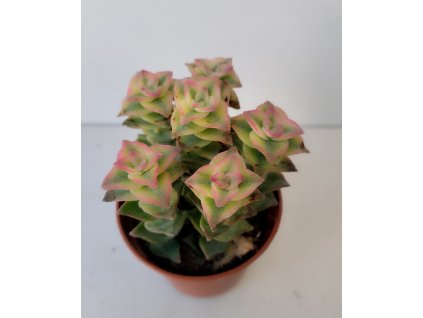 Crassula perforata variegata