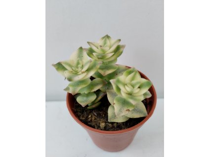 Crassula perforata variegata