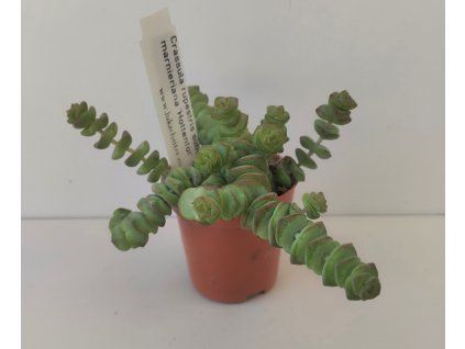 Crassula marnieriana 'Hottentot'