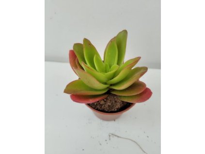 Crassula capitella 'Campfire'