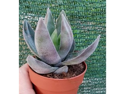 Crassula 'Garnet Lotus'