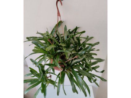 Neoregelia schultesiana - trs XL