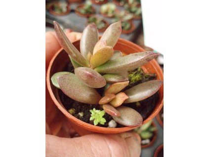 Adromischus juttae