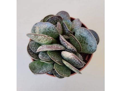 Adromischus trigynus