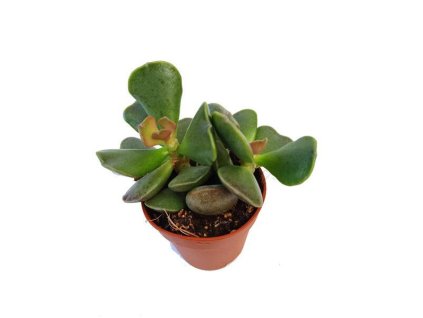 Adromischus cooperii