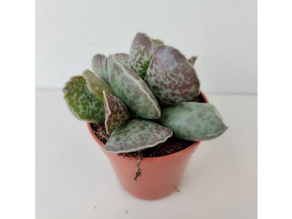 Adromischus cooperii