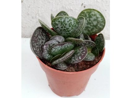 Adromischus maculata