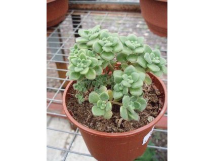 Aeonium sphatulatum