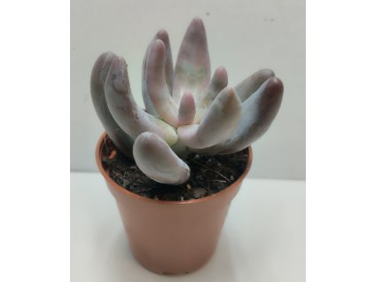 Pachyphytum 'Ganzhou'