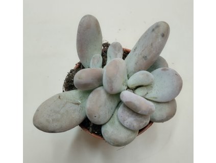 Pachyphytum oviferum