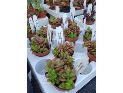 Anacampseros telephiastrum variegata 'Sunrise'