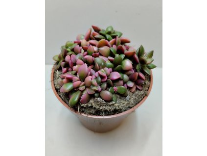 Anacampseros telephiastrum variegata 'Sunrise'