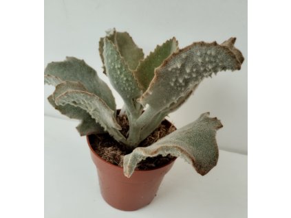 Kalanchoe beharensis