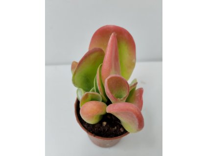 Kalanchoe luciae 'Oricula Red'