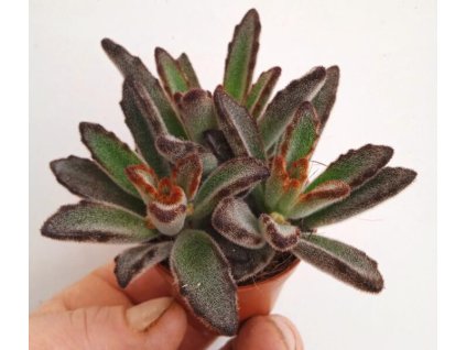 Kalanchoe tomentosa