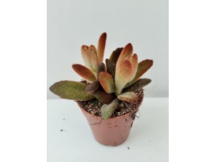 Kalanchoe tomentosa 'Chocolate Soldier'