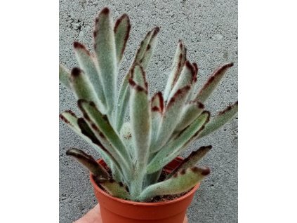 Kalanchoe tomentosa v. nigra