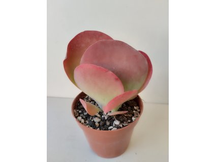 Kalanchoe thyrsiflora 'Red Lips'