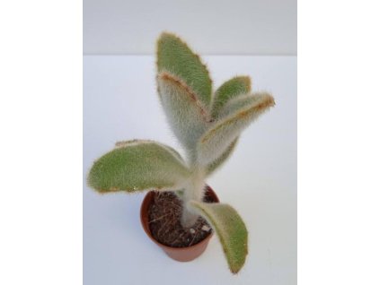 Kalanchoe villosa