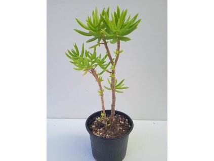 Crassula sarcocaulis (větší)