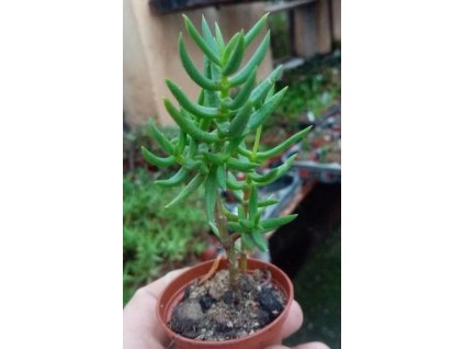 Crassula sarcocaulis