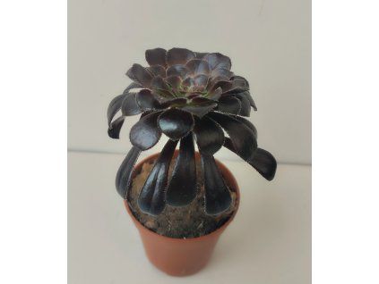 Aeonium arboreum 'atropurpureum'