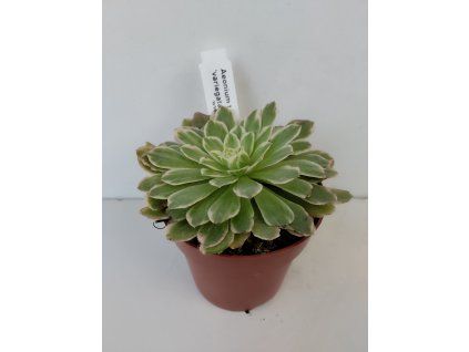 Aeonium tabuliforme 'variegata'