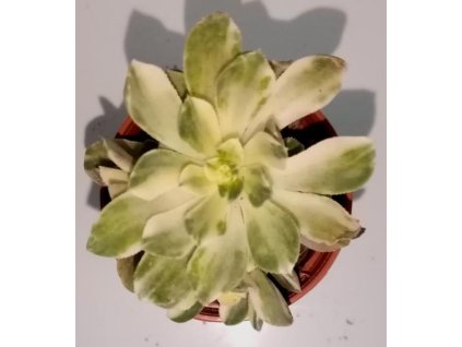 Aeonium arboreum 'Variegata'