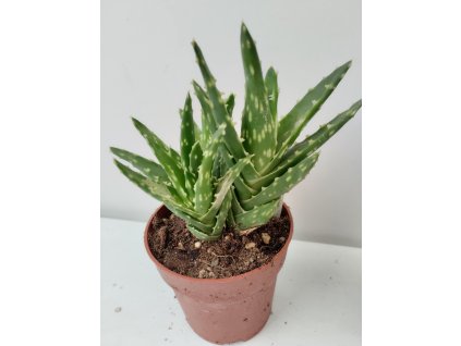 Aloe mitriformis 'Hard'