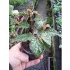 Begonia 'Medora'