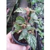 Begonia 'Medora'