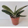 Gasteria cv. 'Little Warty'