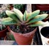 Gasteria cv. 'Little Warty'