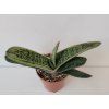 Gasteria cv. 'Little Warty'