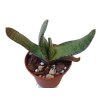 Gasteria brachyphylla (CH2101)