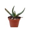 Gasteria brachyphylla (CH2101)