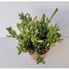 Rhipsalis mesembryanthemoides