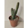 Euphorbia debilispina